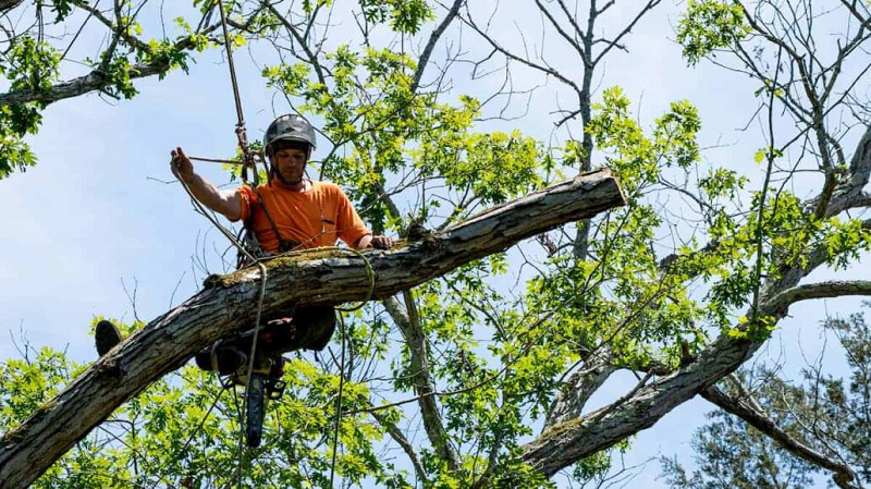 Who Is Responsible for Cutting Overhanging Tree Branches in Missouri?